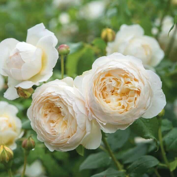 witte rozen claire austin