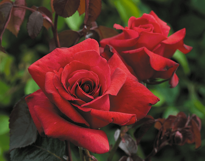 Rode rozen koop je bij Belle Epoque