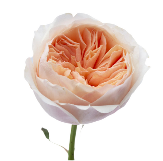 David Austin Juliet (12stuks)