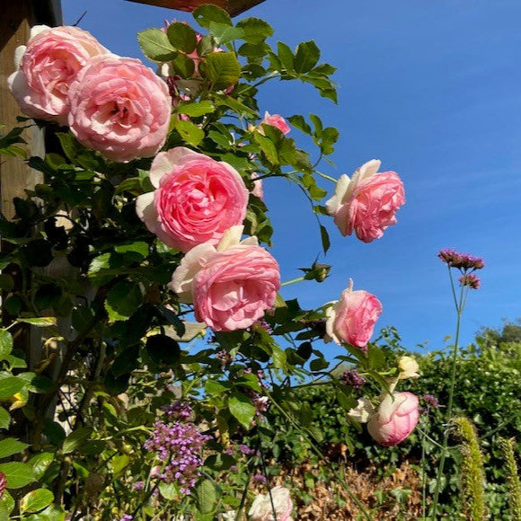 Rosa Pierre de Ronsard (Eden Rose) XL Climbing Rose 160 cm