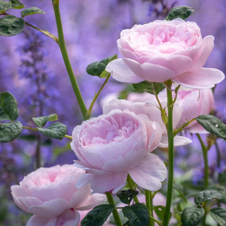 Queen of Sweden Roos | Belle Époque | Elegante Engelse Roos