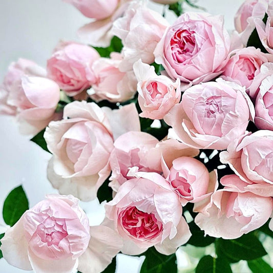 Peony Pink (12stuks)