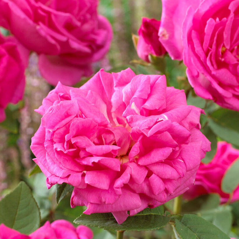 Rosa Zéphirine Drouhin XL Climbing Rose 160 cm – Thornless