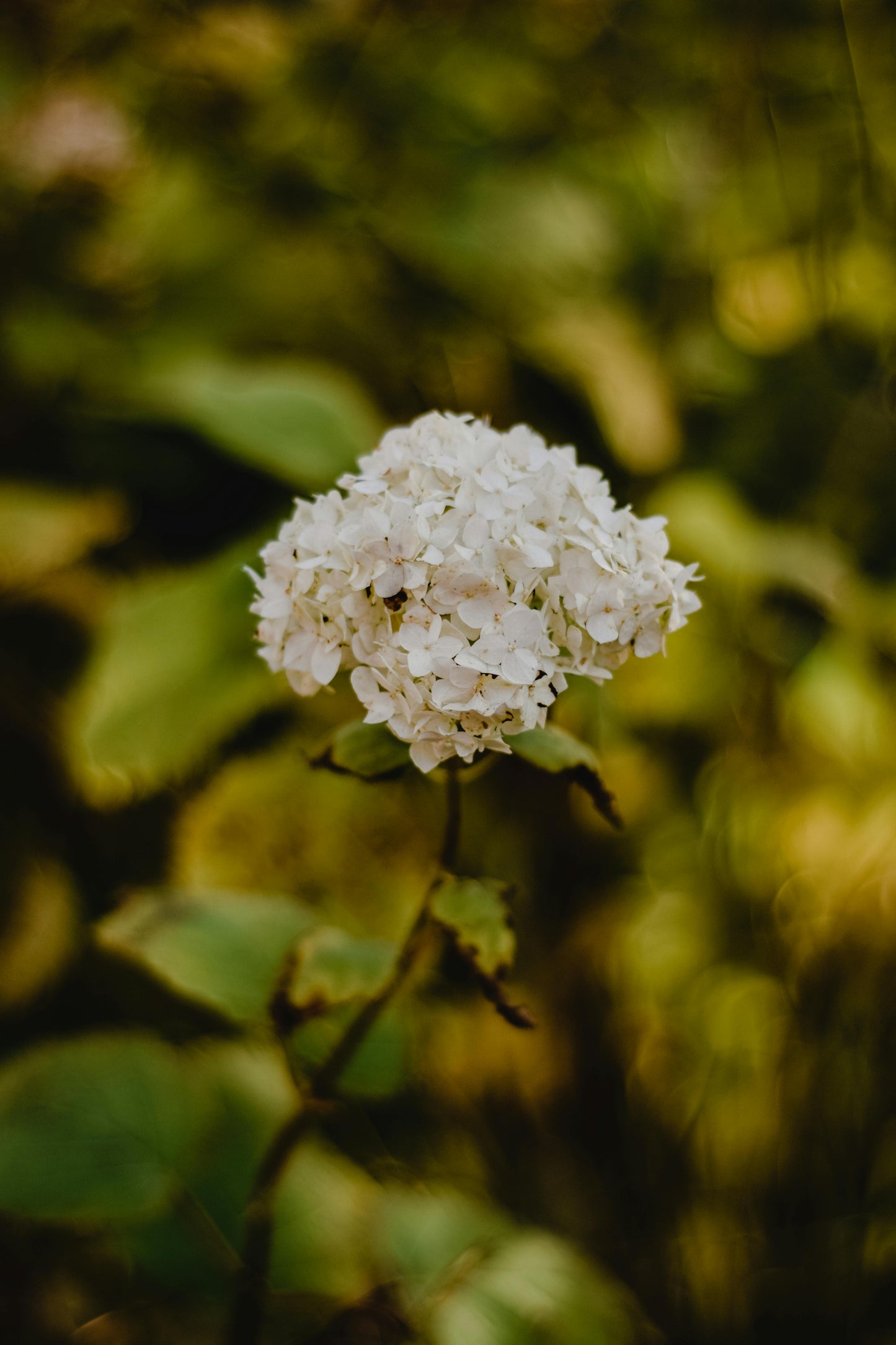 Hydrangea arborescens 'Annabelle'