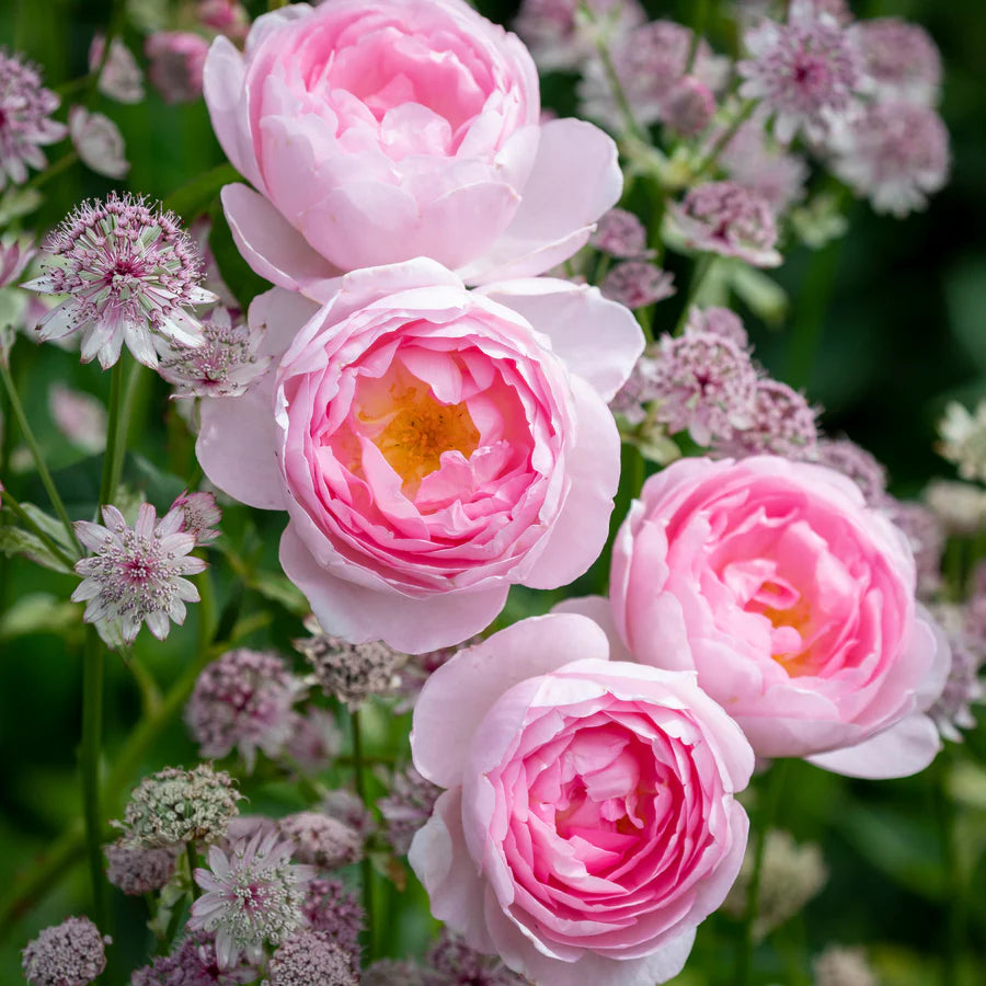 Scepter'd Isle® rose (David Austin) – English shrub rose pink