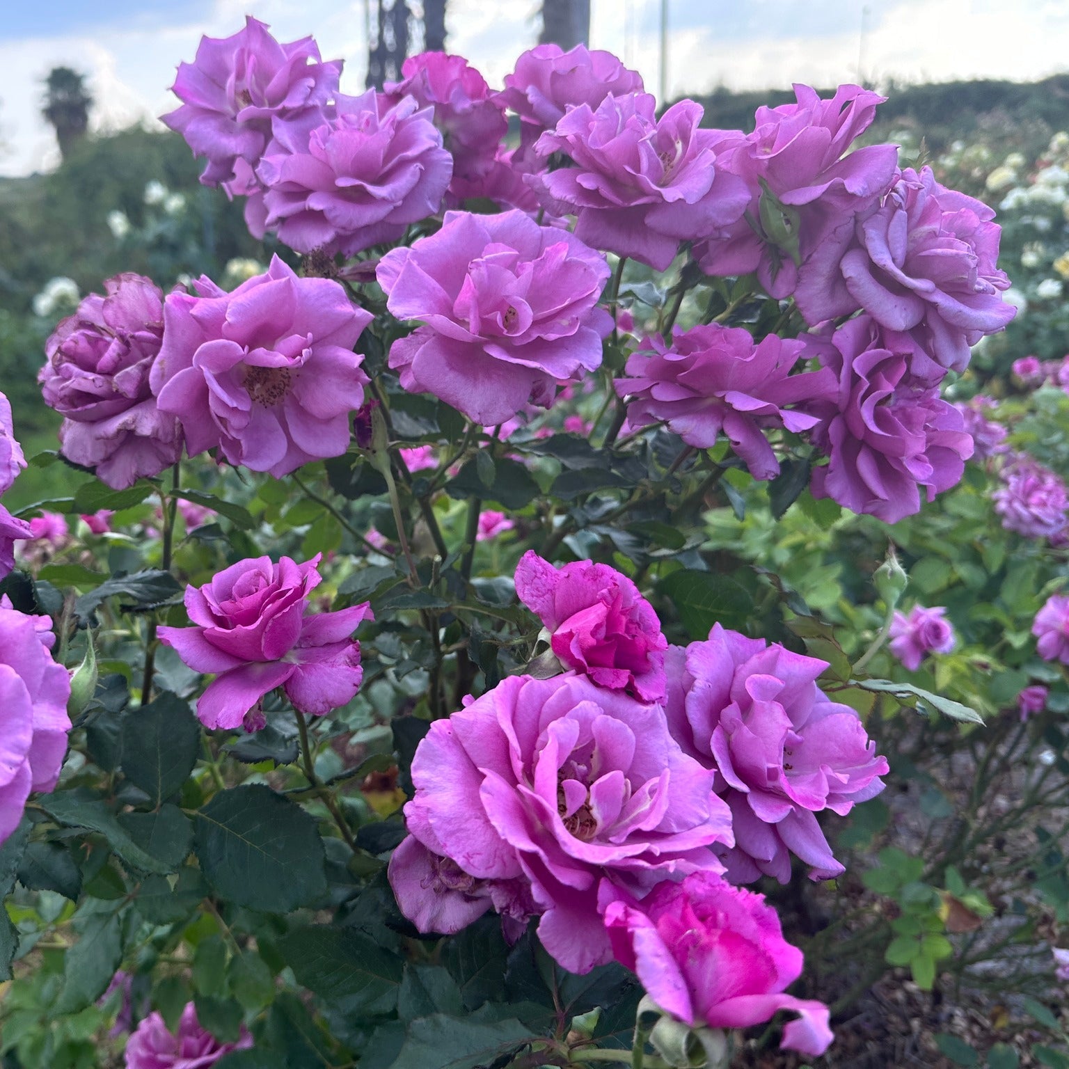 Buy Rosa ‘Shocking Blue’ rose Lilacblue tea hybrid with strong scent