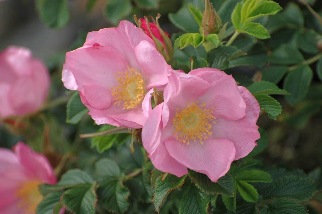 De pure schoonheid van wilde rozen - Belle Epoque rozen
