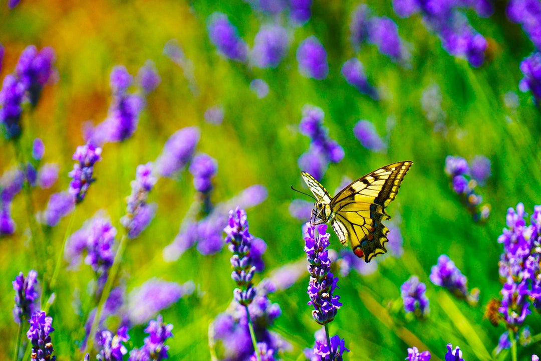 10 redenen om lavendel in uw tuin te planten - Belle Epoque