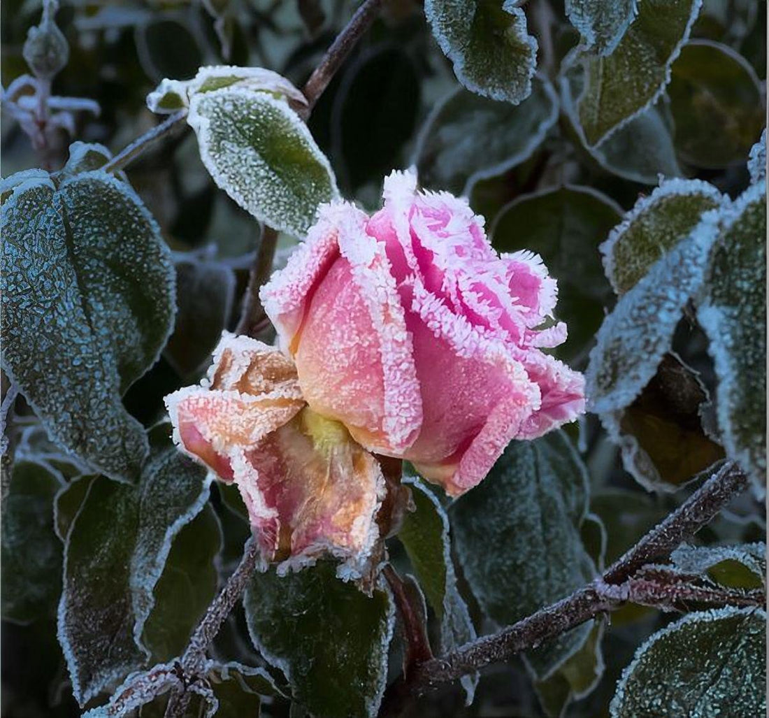 Rozen planten in de winter - Belle Epoque rozen