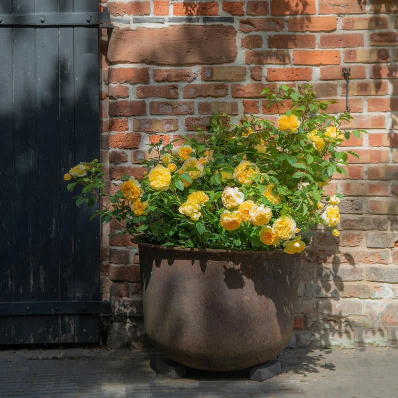 Rozen planten in de zomer