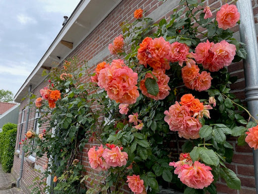 Heb jij een schitterende roos in je tuin? Deel jouw foto’s met ons!