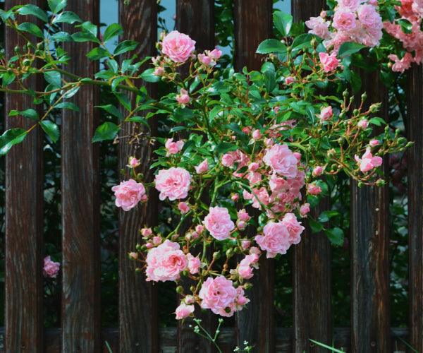 Klimroos: Zo verander je een schutting met klimrozen in een bloemenzee - Belle Epoque rozen