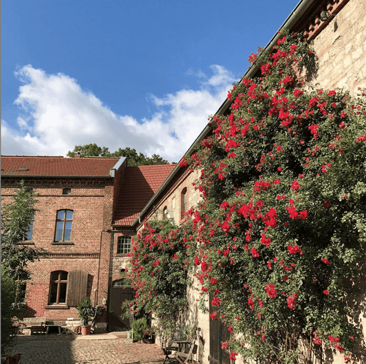 De woeste schoonheid van ramblers - Belle Epoque rozen