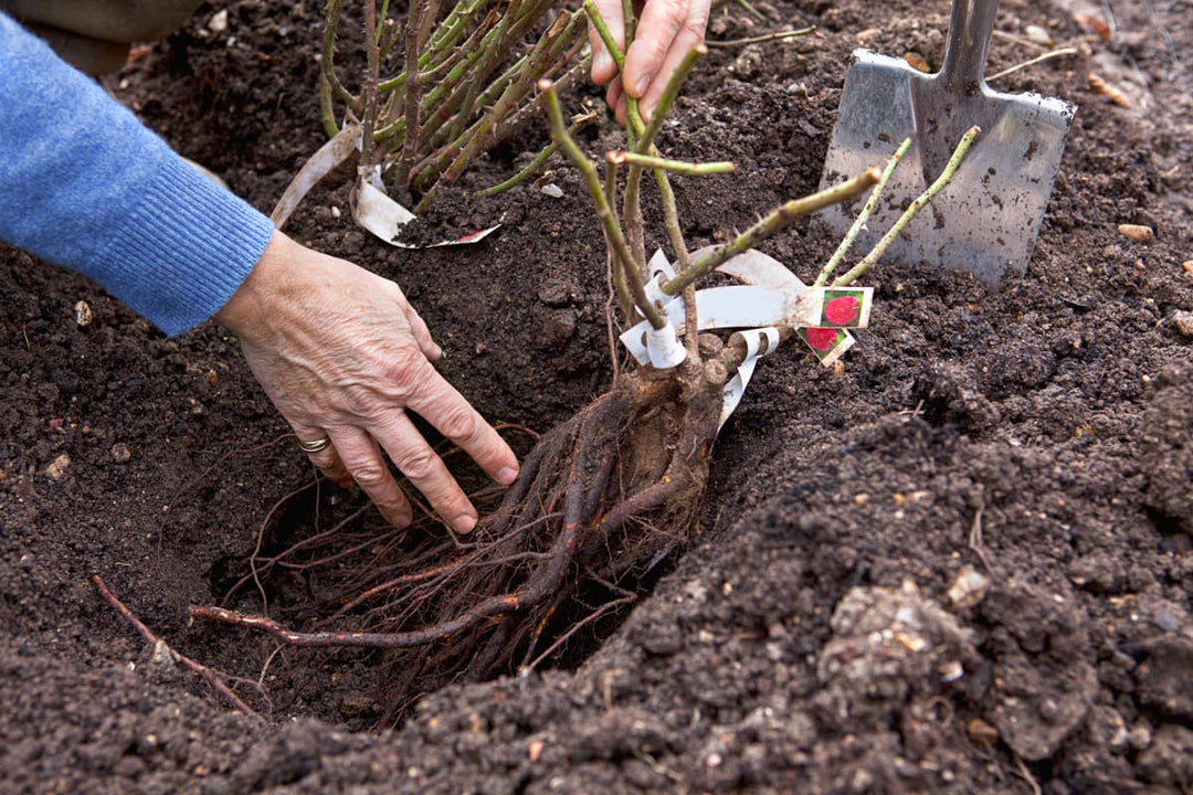 Blote Wortel Rozen Planten: Stapsgewijze Handleiding voor de Volle Grond - Belle Epoque