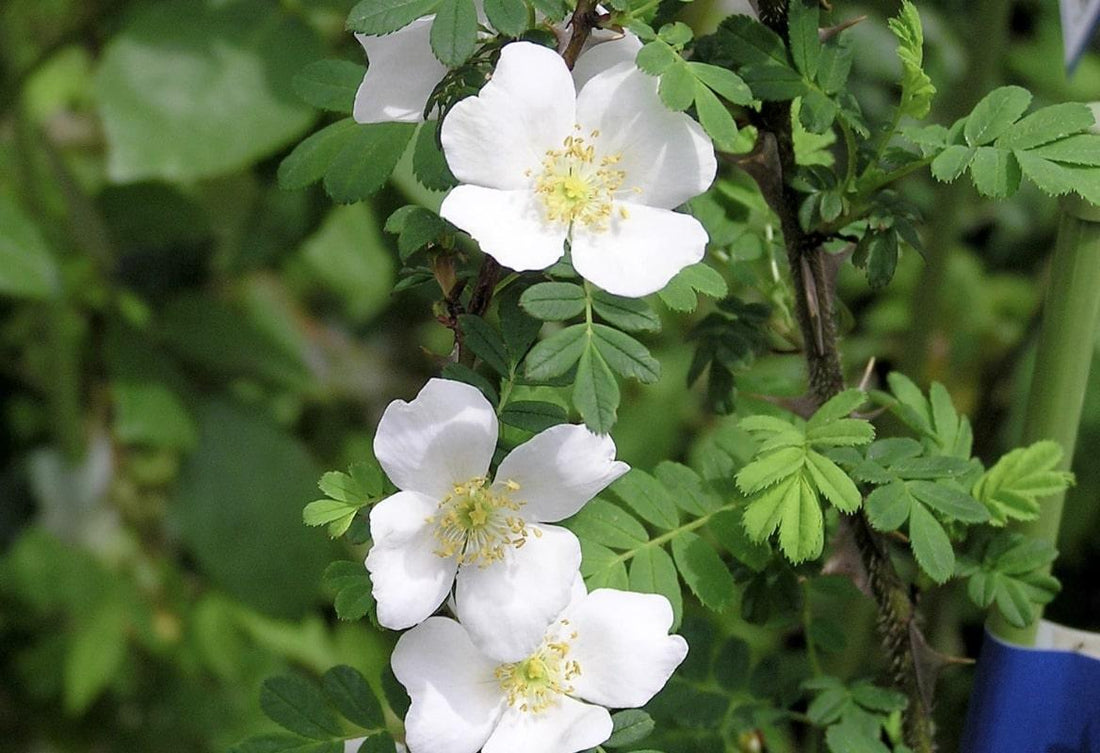 De natuurlijke wilde tuin - Belle Epoque rozen