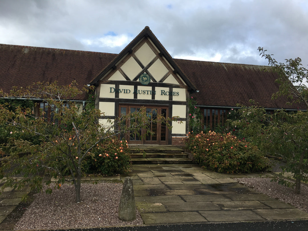 Engelse rozen van David Austin - Belle Epoque