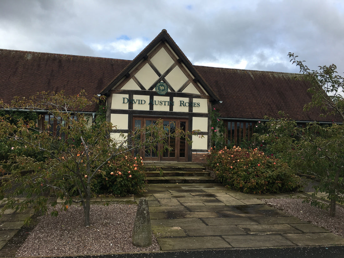 Engelse rozen van David Austin - Belle Epoque