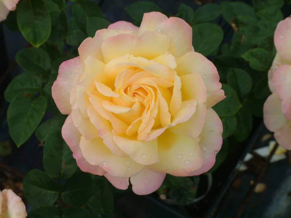 Het Verhaal Achter de Roos 'Peace' - Belle Epoque