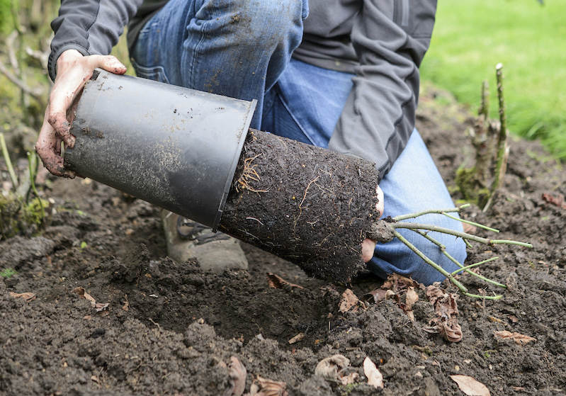 Rozen in Pot Planten: Tips voor een Succesvolle Overgang naar de Volle Grond - Belle Epoque