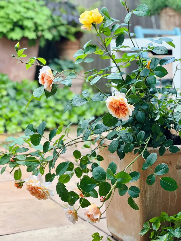 Rozen in Potten Planten: Stappen en Verzorgingstips voor Mooie Resultaten - Belle Epoque