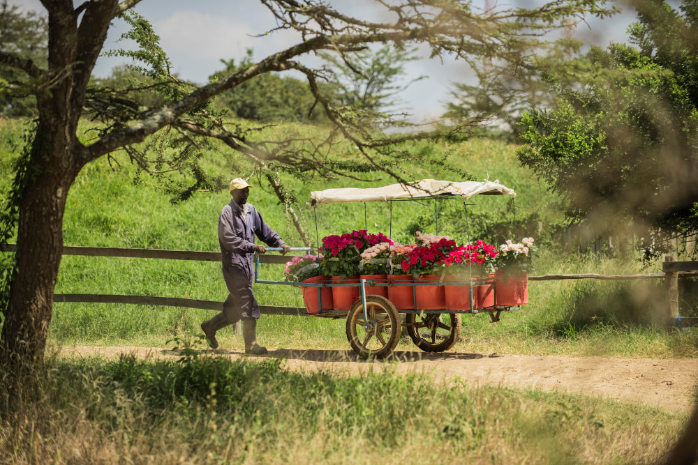 Rozen uit Afrika? Ontdek de Samenwerking tussen Belle Epoque en Tambuzi