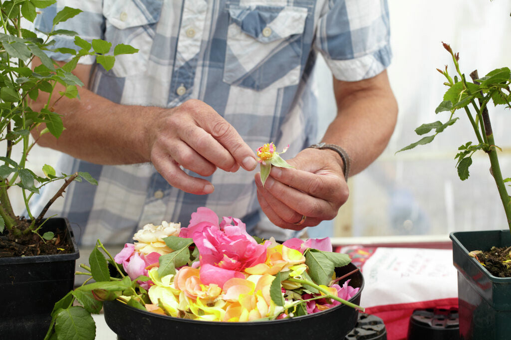 Van Oeroude Wilde Soorten tot de Moderne Tuinrozen van Vandaag
