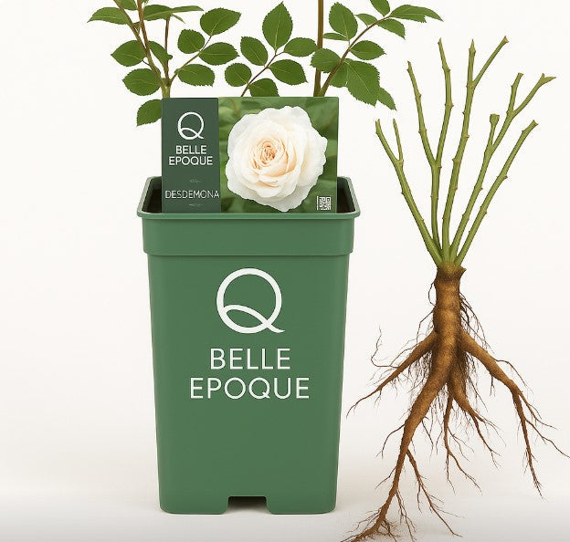 Rozen planten: stap voor stap handleiding voor rozen in pot en kale wortel