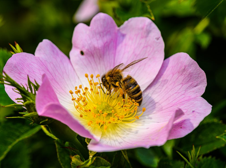 Rozen en planten geschikt voor bijen - Belle Epoque rozen