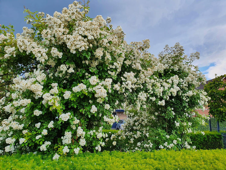 Pergola of schutting - Belle Epoque rozen