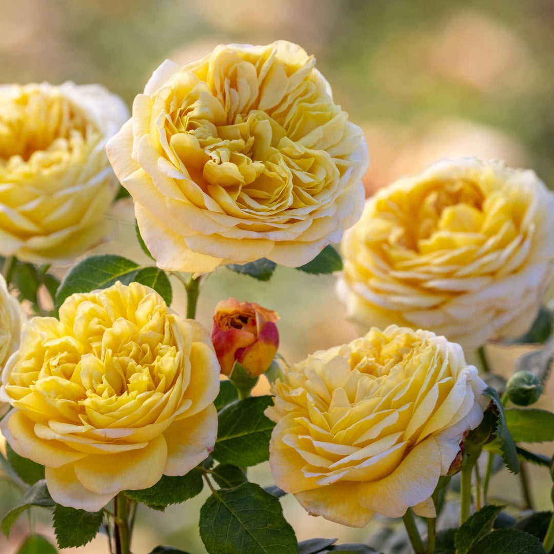 David Austin rozen | Engelse rozen - Belle Epoque