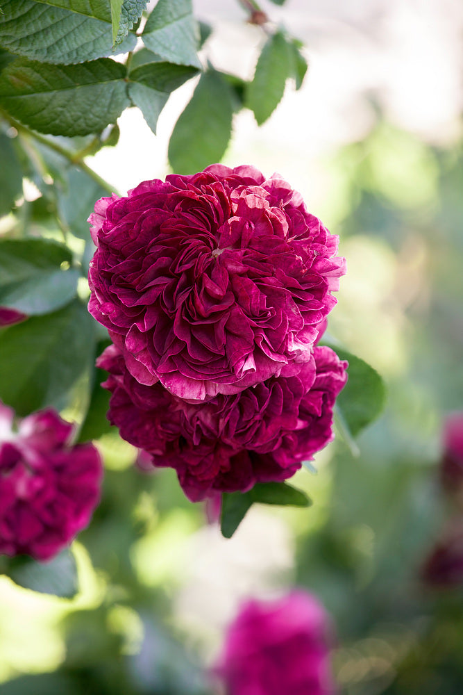 Historische rozen