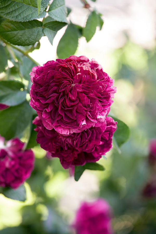 Historische rozen