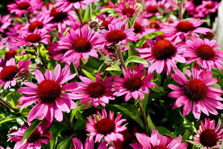 Echinacea