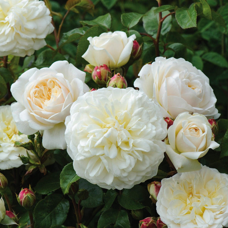 witte rozen claire austin