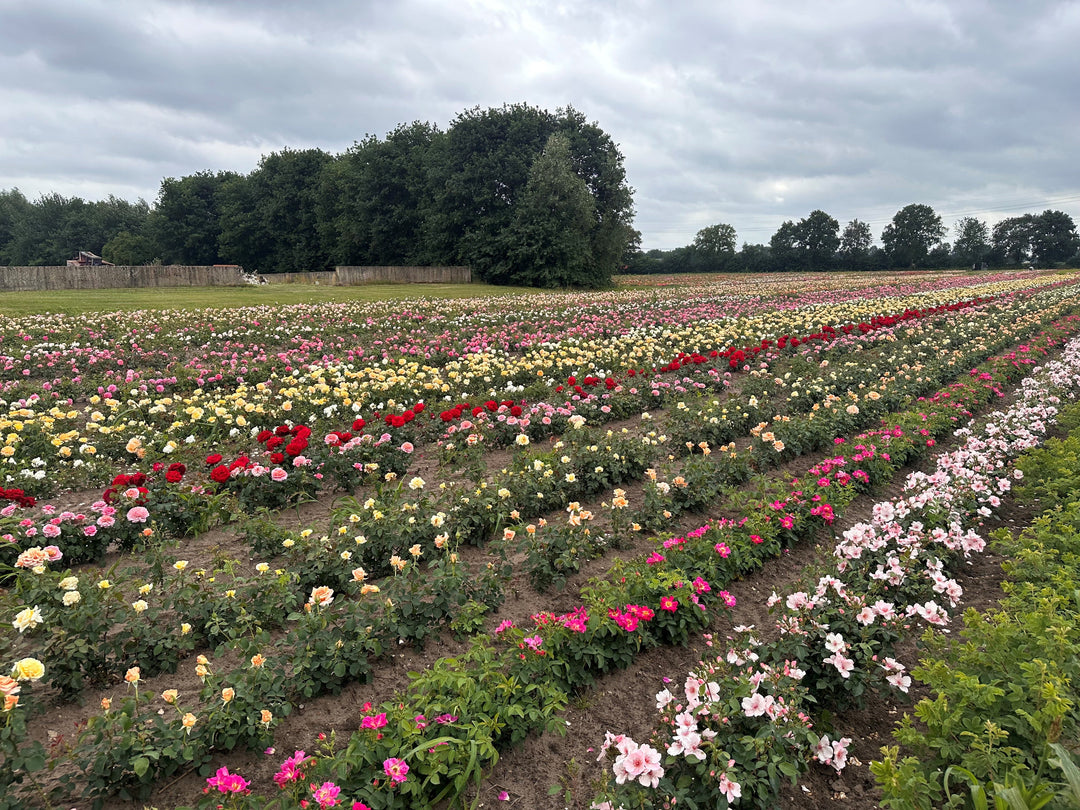 200 soorten rozen bij belle epoque 