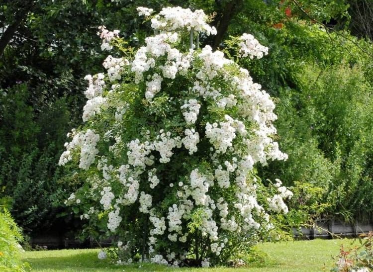 Boomklimmers - Belle Epoque