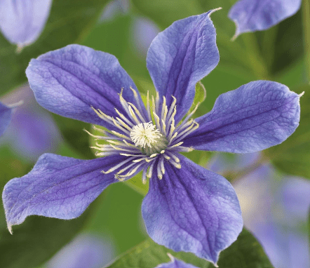 Clematissen - Belle Epoque