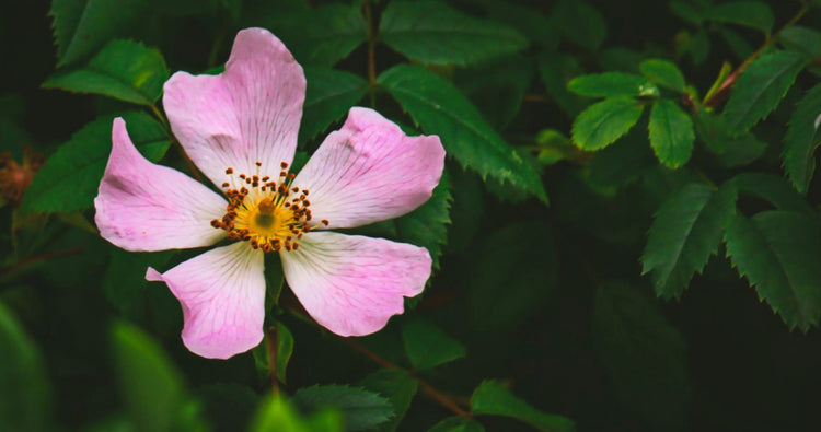 (Botanische) wilde roos - Belle Epoque rozen