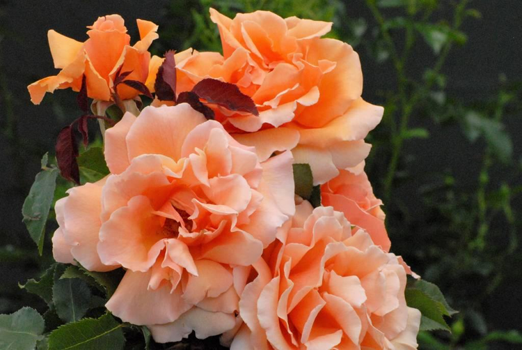 Oranje rozen