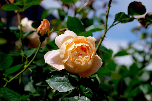Oranje rozen