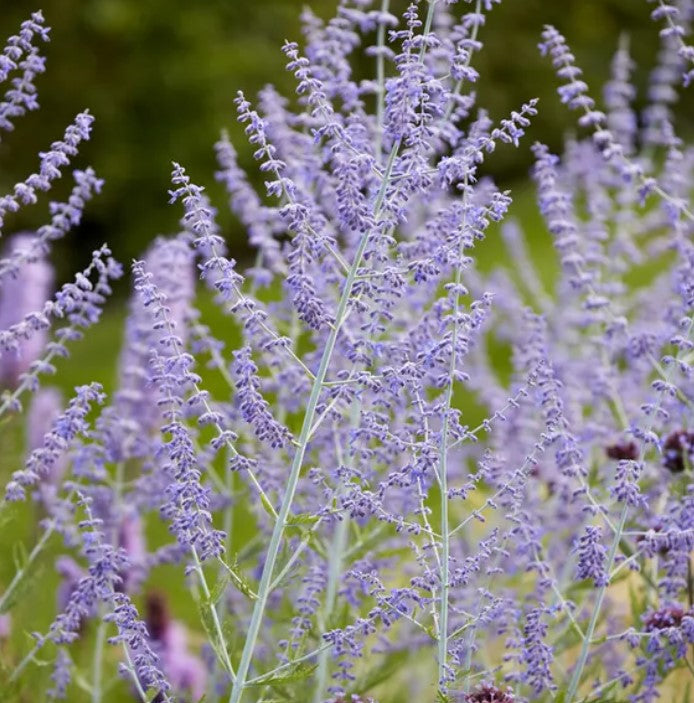 Planten voor bij rozen