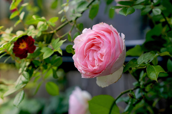 Roze rozen
