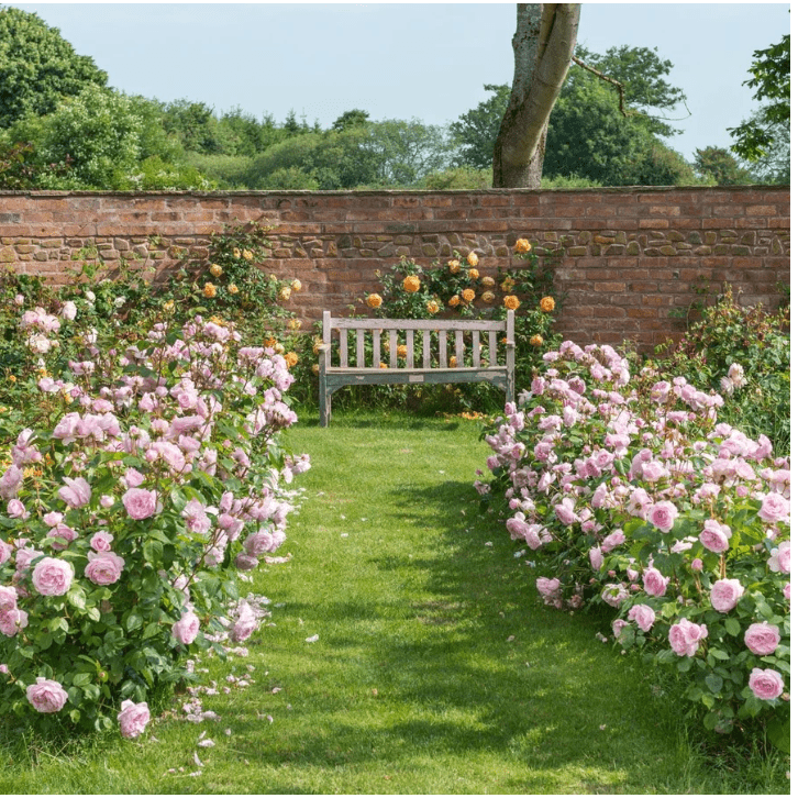 Rozen voor een haag - Belle Epoque