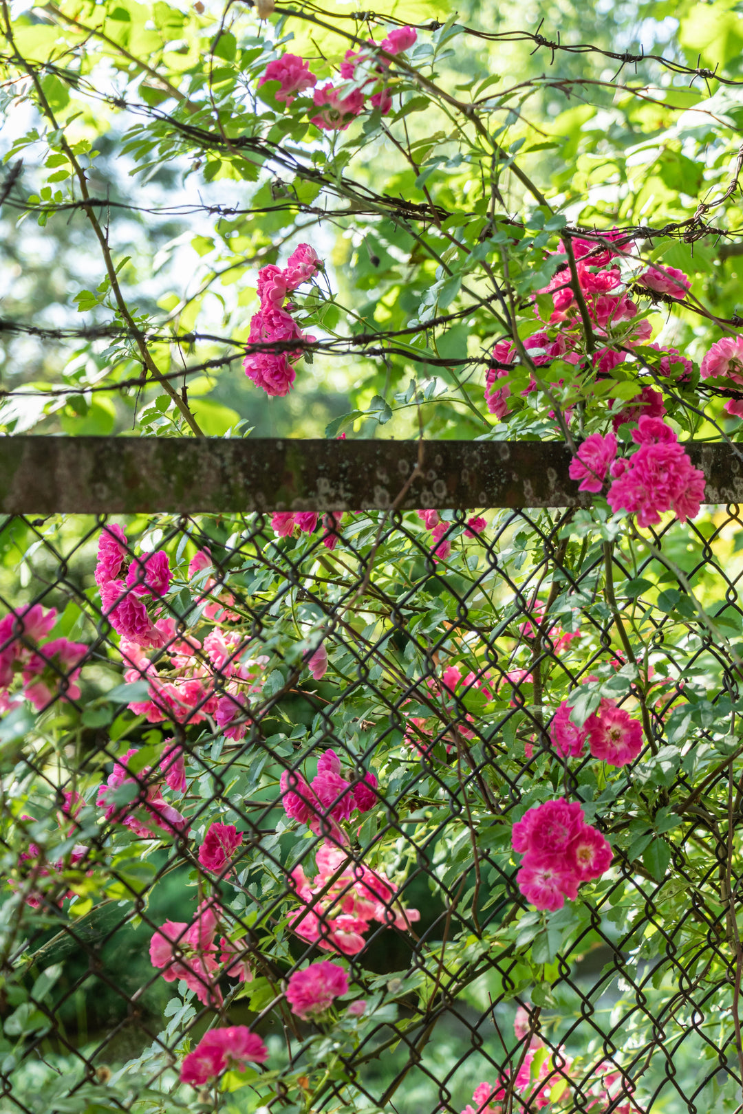 Schaduw vriendelijk - Belle Epoque