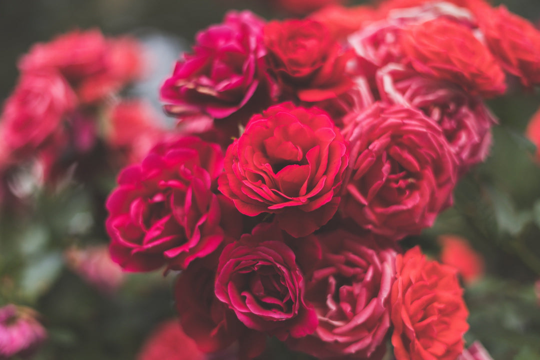 Trosrozen en floribunda rozen - Belle Epoque