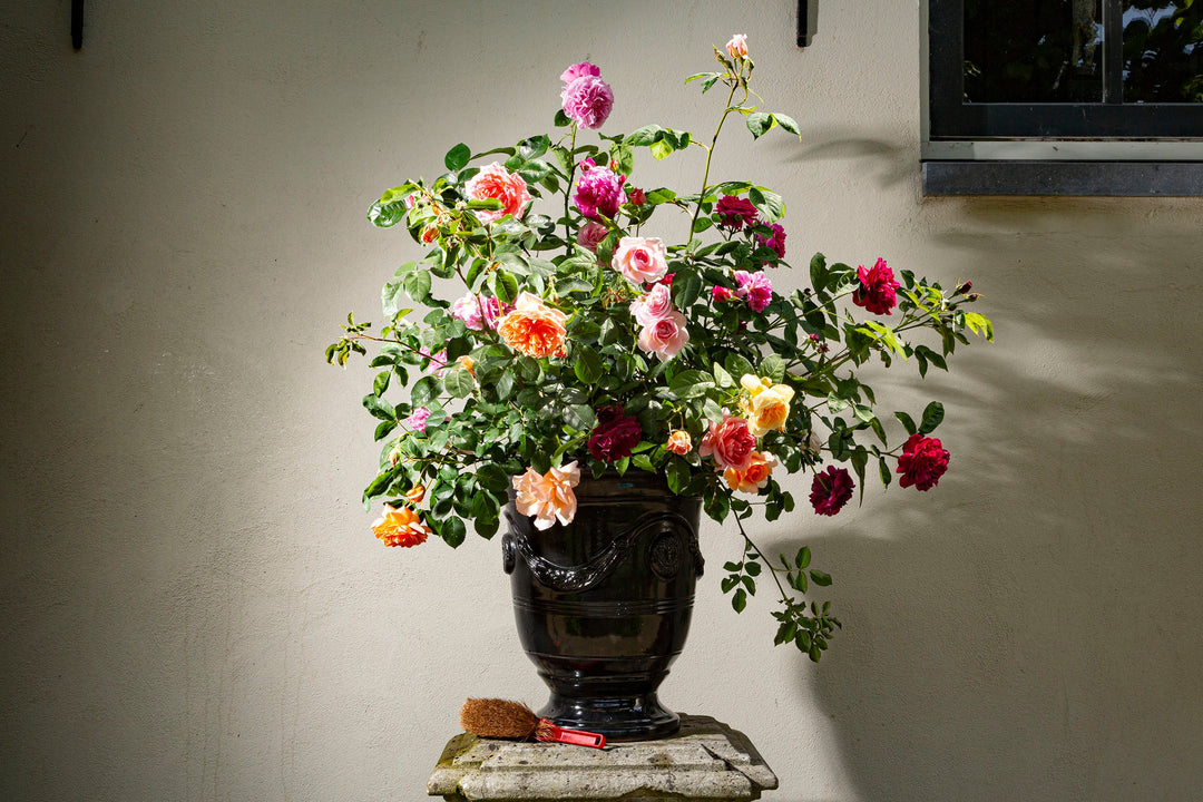 Voor in een grote pot - Belle Epoque