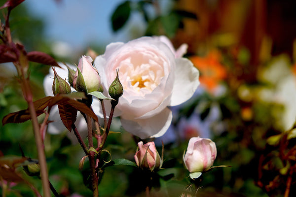 Witte rozen