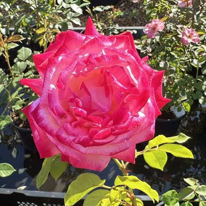 Japanese Rose BI – Seika (Olympic Torch) (NEW 2026)