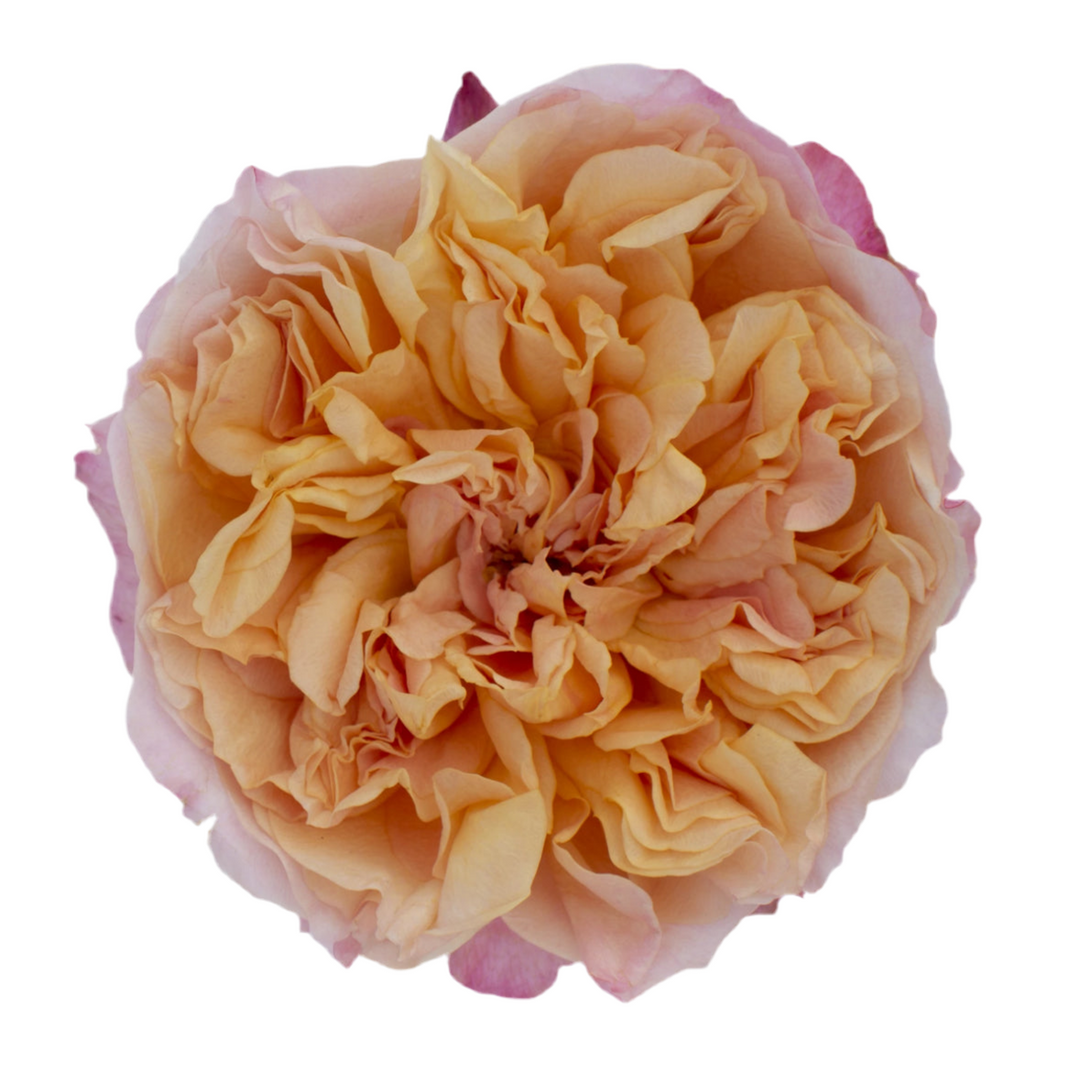 David Austin Edith (12stuks)