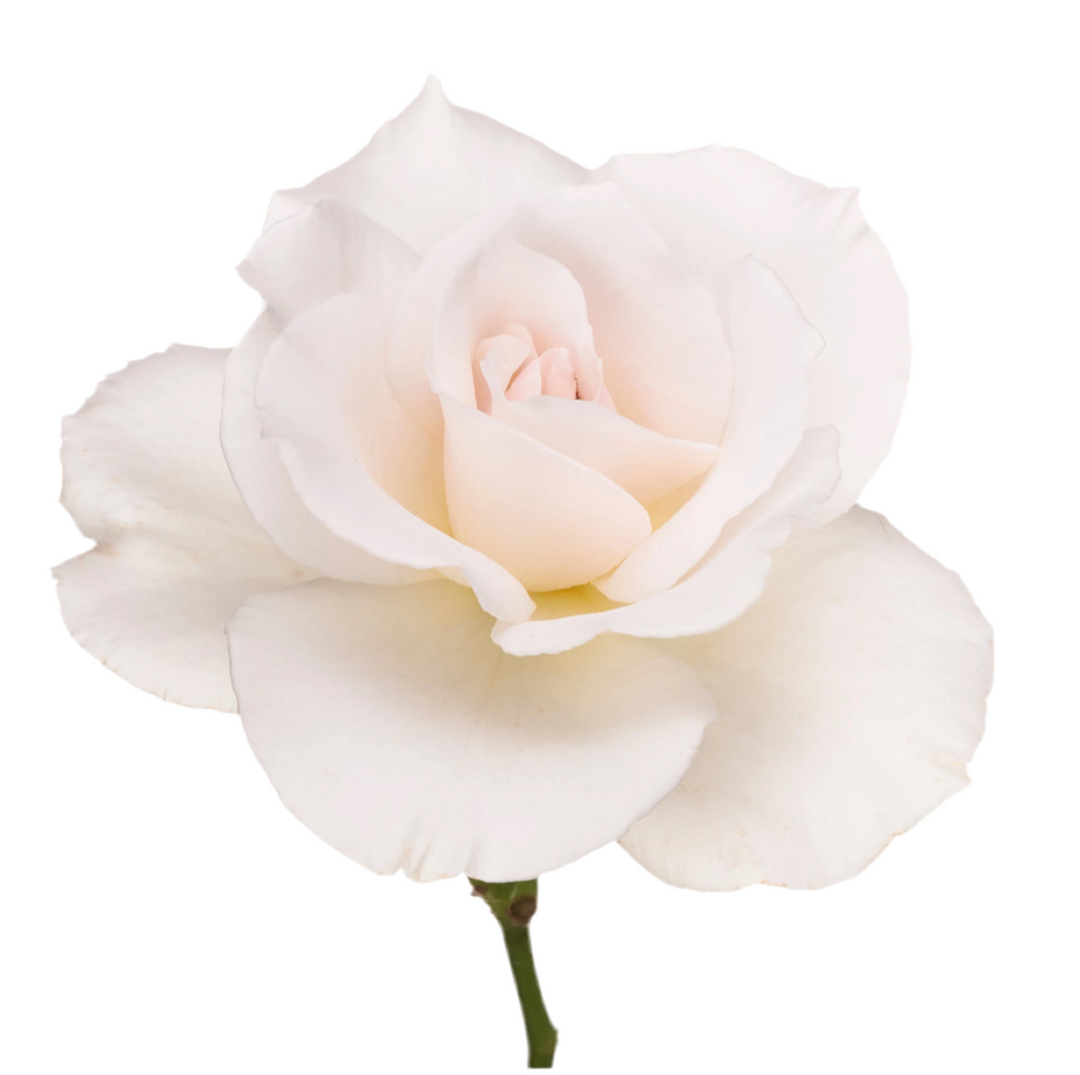 Margaret Merril (12 pieces)